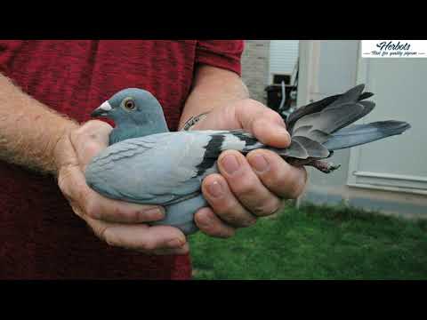 HERBOTS TV / De Troy Wim (Berlaar): 1st, 2nd and 3rd National Argenton 23,286 youngbirds 2020