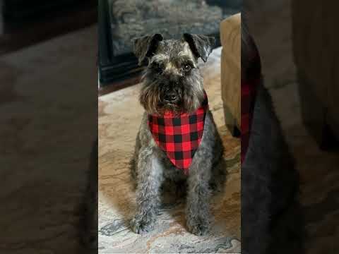 BJ wearing his red-and-black holiday bandana, the thumbnail for Episode 3