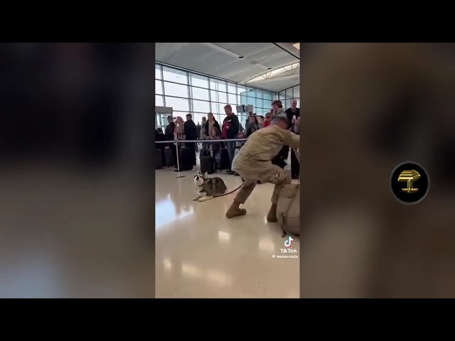 Los perros son los grandes amigos