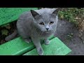 Gray Cat Meow On A Bench