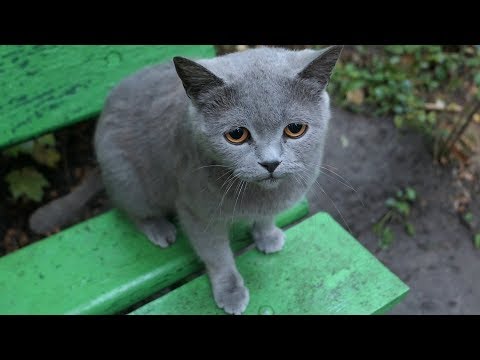 download lagu mp3 mp4 Solid Gray Cat, download lagu Solid Gray Cat gratis, unduh video klip Solid Gray Cat