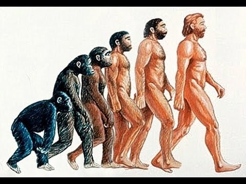 Evolve: How We Got In the Shape We Are in