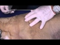 Canine Dry Needling