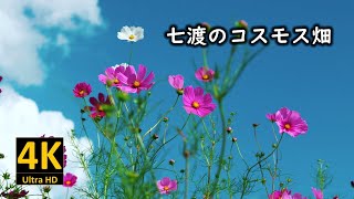 七渡のコスモス畑 2023
