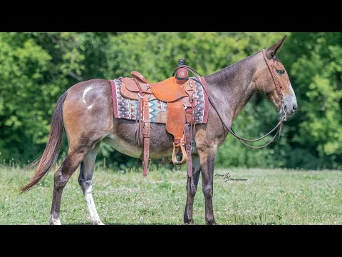 youtube preview