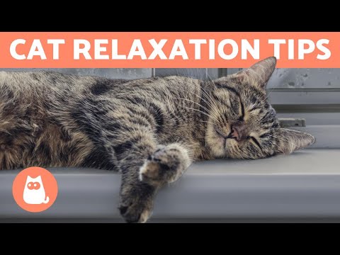 5 Best Ways To Help a CAT RELAX 🐱