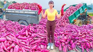 Use Truck To Harvesting Tons Of Sweet Potato ( Khoai Lang ) Goes To Market Sell | Phương Farm Life