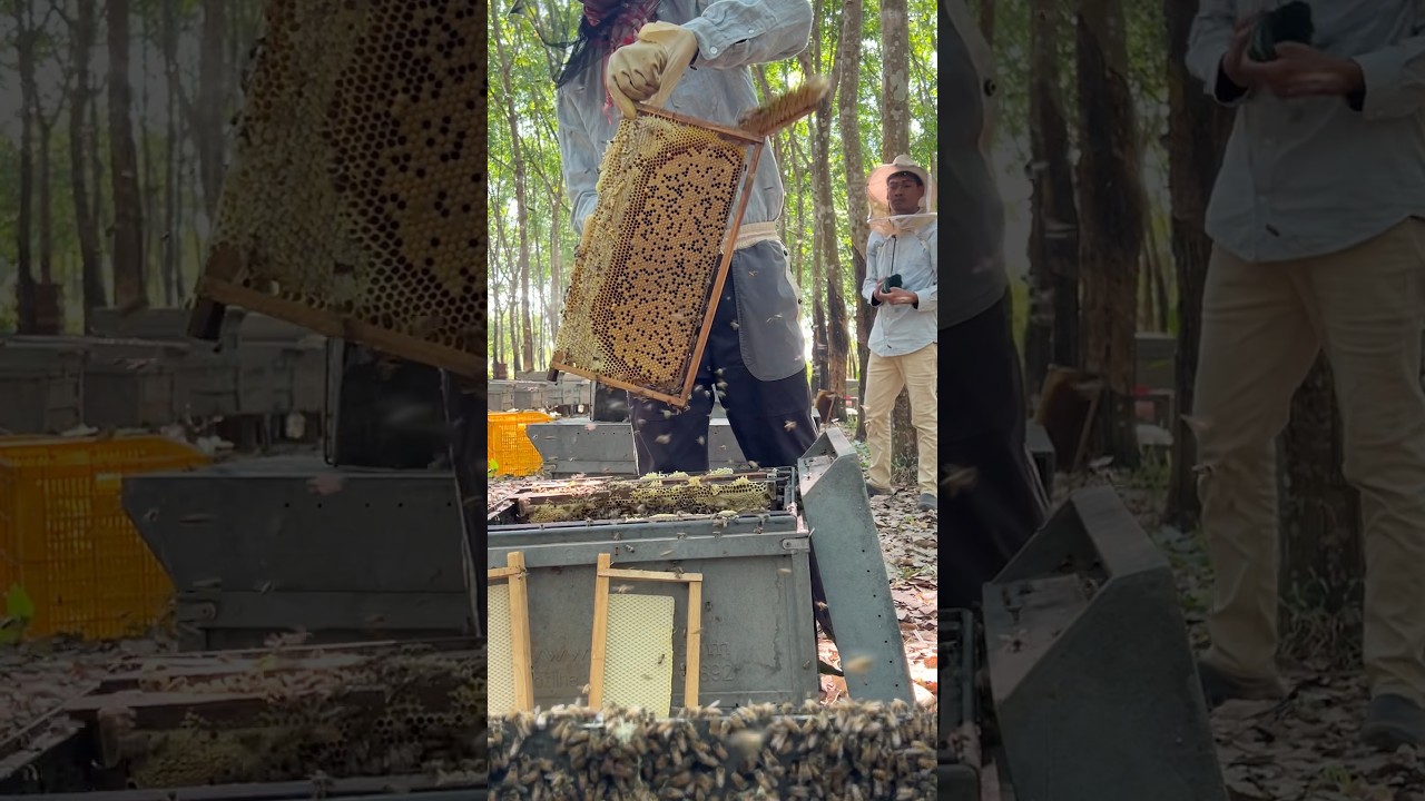 Nice! Harvesting sweet honeycomb look at a brood on frame #amazing #beekeeping #savethebees #animals