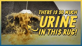 Rug Full of Pet Urine | Satisfying Cleaning