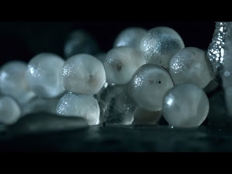Baby Slugs Hatching Inside a Wall... Up Close! | BBC Earth