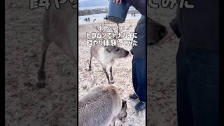 【北欧】トナカイと戯れてみた ノルウェー🇳🇴トロムソ #ノルウェー #norway #トロムソ #tromsø #オーロラ #トナカイ #旅行vlog #ドイツ生活 #ドイツ在住 #海外生活