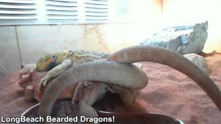 Bearded Dragons Mating!!! (LongBeach Bearded Dragons)