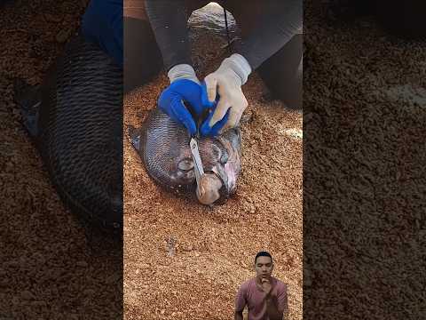 Penemuan gurita besar di perut Ikan #ikanlaut #ikanmati #gurita #guritalaut
