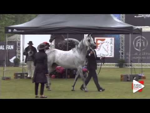 N.219 PYRAMID KAHILEH K - Bruges 2015 Int. - Egytian Sr Mare ( 4 years and older ) (Class 116)