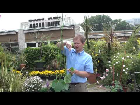 How to Grow and Care for Cucumber Part 3 Picking off, inducement