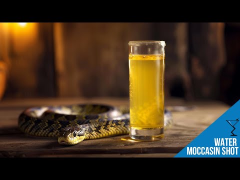 download lagu mp3 mp4 Water Moccasin Cocktail, download lagu Water Moccasin Cocktail gratis, unduh video klip Water Moccasin Cocktail