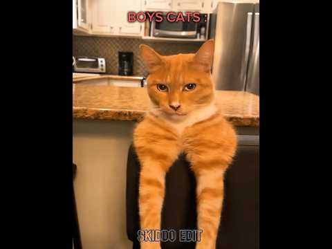 Boys cats 💀