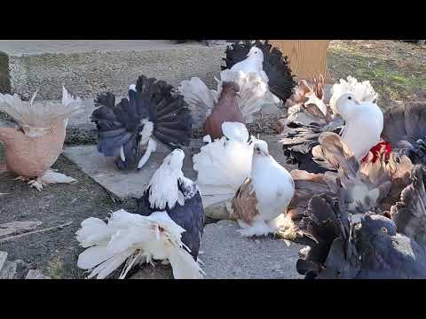 Porumbei ornament 2024 🕊