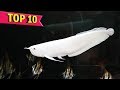 Most Expensive Aquarium Fish Ever Sold