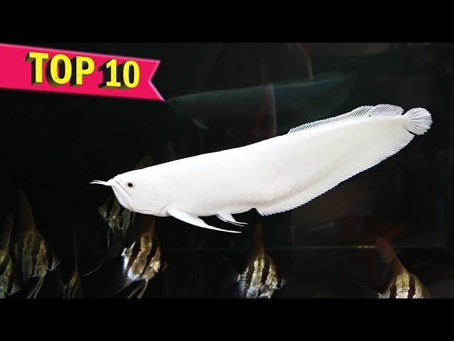 Top 10 Most Expensive Fishes ever Sold