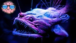 Top 10 CREEPY Deep Sea Creatures You Didnt Know Ex