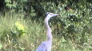 Great blue heron is hunting for gophers in GGpark