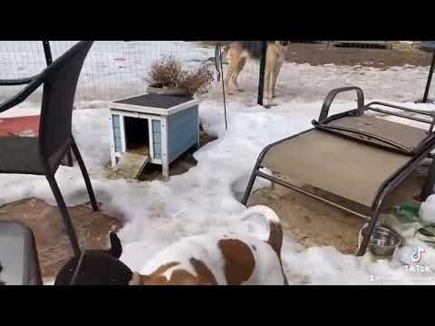 Nomad, an adopted Boxer Mix in Maple Glen, PA_image-1