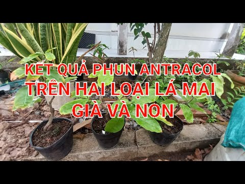 KẾT QUẢ PHUN ANTRACOL TRÊN 2 LOẠI LÁ MAI