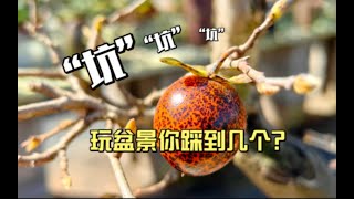 玩盆景有很多“坑”，你陷进去了吗？