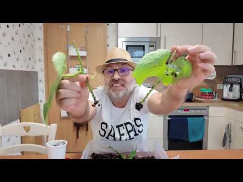 Chayote vermehren: Stecklinge – Erfolg oder Misserfolg?