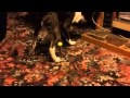 Barney S Fancy Footwork