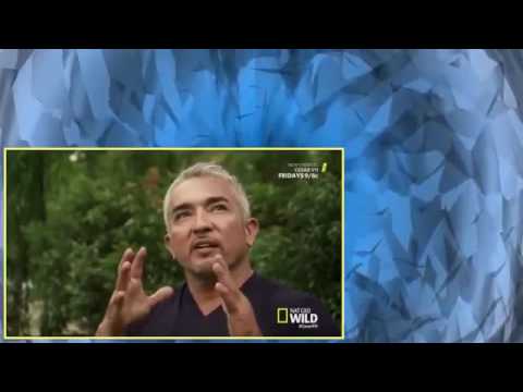 Cesar 911 S04E06 Baby And The Beast HDTV x264 eSc