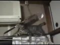 Восьмое марта близко, близко 
