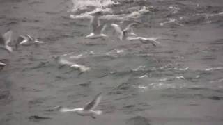 preview picture of video 'BlueFin Tuna fishing off Gloucester Ma in HD-whale watch MA'