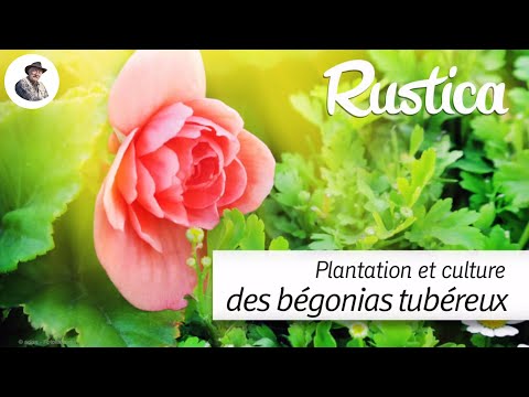 , title : 'Plantation et culture des bégonias tubéreux'