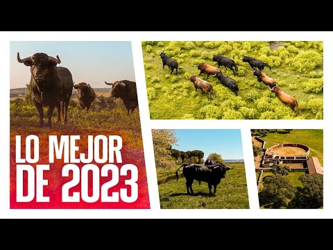 EL TORO BRAVO GRABADO CON EL DRON 💥 (Lo mejor de 2023)