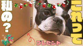 愛犬にもクリスマスプレゼント🎁