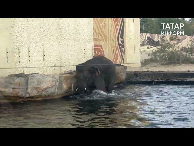 Слоненок Филимон осваивается в Казанском зоопарке