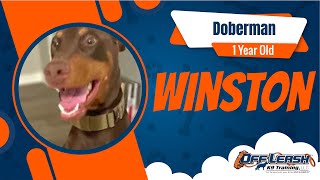 Download Lagu Winston | 1 Year Old Doberman | Off Leash Doberman Trainers, Georgia Thumbnail