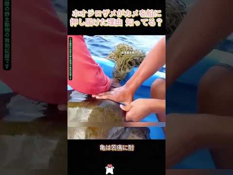 ホオジロザメがカメを船に押し届けた理由、知ってる？#ホオジロザメ #ウミガメ #動物救助 #感動 #共助 #海の生き物 #漁網 #命の力 #奇跡 #自然 #海洋生物 #動物と人間