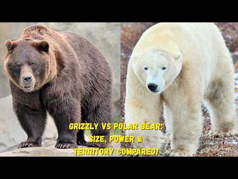 Grizzly vs Polar Bear: Size, Power & Territory Compared!