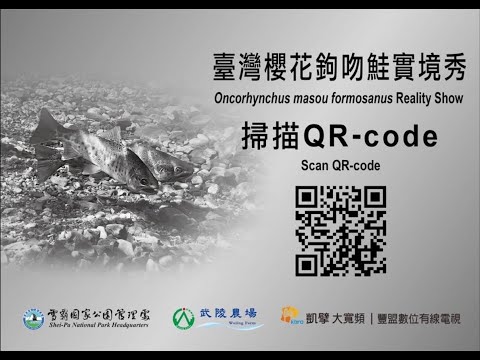 武陵櫻花鉤吻鮭即時影像