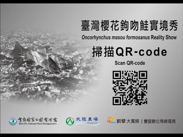 台灣櫻花鉤吻鮭實境秀