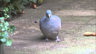 preview picture of video 'Cat picks up a young wood pigeon in our garden | 2013 | Uddel | Netherlands.'