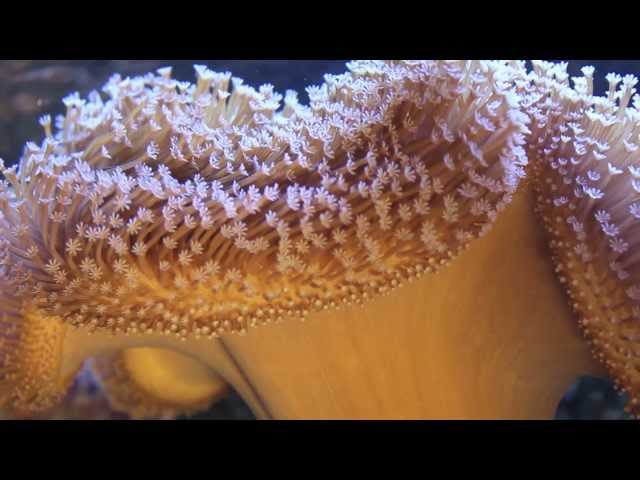 Natural Soft Coral Reef Tank