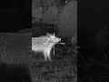Bolt TH50C From IRay USA Hunting Hoghunting Feralhogs Boarhunting