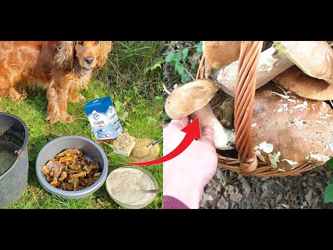 [POR] Jardinagem e Cultivo de Cogumelos I Como Cultivar Cogumelos em seu Jardim Anual ou Pré-macultura