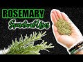 🔥 SPIRITUAL AND MAGICAL WAYS TO USE ROSEMARY 🔮 MENTAL CLARITY 🔥