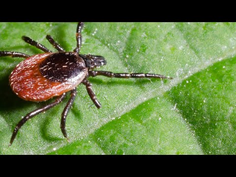 Kleine Stiche mit grossen Folgen