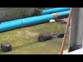Rat Plays Tug Of War || ViralHog